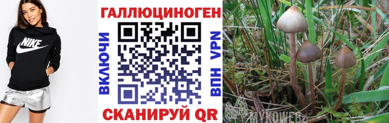 Галлюциногенные грибы Psilocybe  Советск 